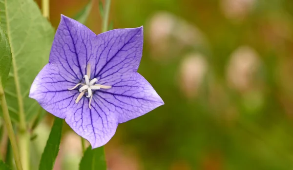 Krásné Zblízka Platycodon Grandiflorus Květ Stock Obrázky