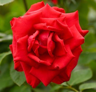 Kırmızı bir gülün güzel yakın çekimi