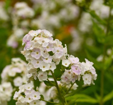 Beautiful close-up of white phlox paniculata flowers