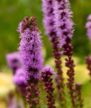 Liatris Spicata 'nın güzel yakın çekimi