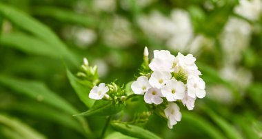 Beautiful close-up of white phlox paniculata flowers