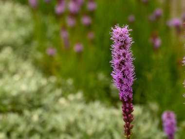 Liatris Spicata 'nın güzel yakın çekimi