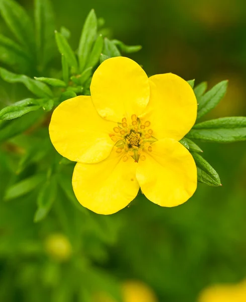 Beautiful Close Dasiphora Fruticosa — Φωτογραφία Αρχείου