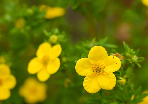 Beautiful Close Dasiphora Fruticosa — Φωτογραφία Αρχείου