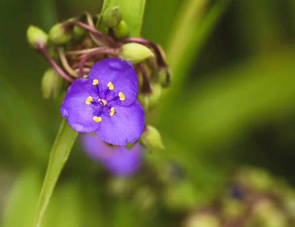 Piękne Zbliżenie Kwiat Tradescantia — Zdjęcie stockowe