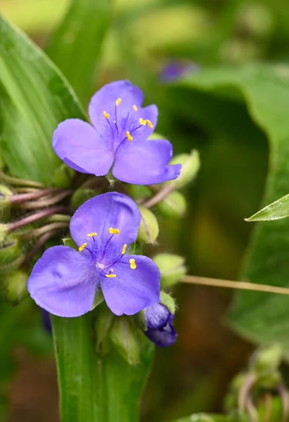 Beautiful Close Tradescantia Flower — Foto de Stock