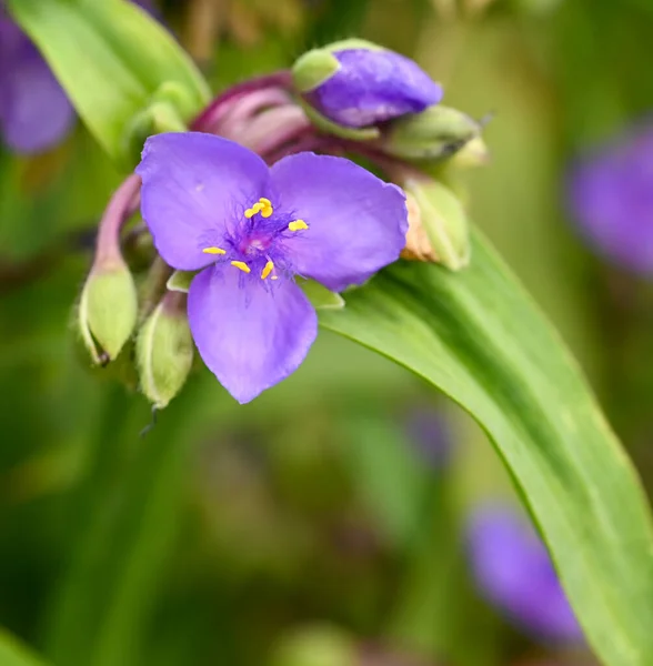Piękne Zbliżenie Kwiat Tradescantia — Zdjęcie stockowe