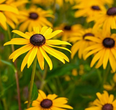 Rudbeckia 'nın güzel yakın çekimi