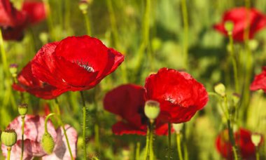 Papaver rhoeas çiçeğinin güzel yakın çekimi