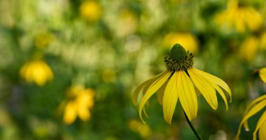 Beautiful close-up of rudbeckia laciniata flower