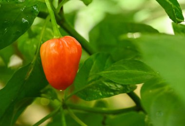 Güzel kapsicum yıllık yakın plan çekimi