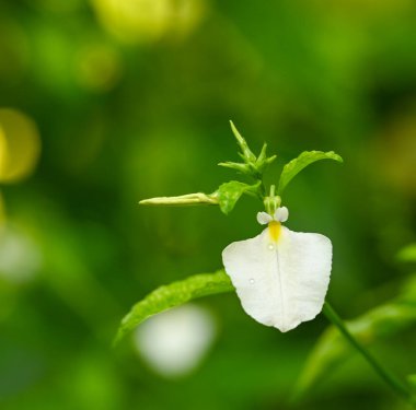 Beautiful close-up of hybanthus communis