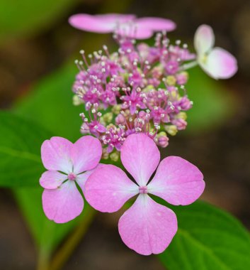 Ortanca macrophylla 'nın güzel yakın çekimi