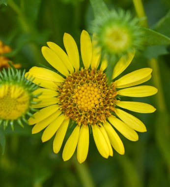 Grindelia integrifolia çiçeğinin güzel yakın çekimi