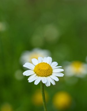 Beautiful close-up of anthemis nobilis flower