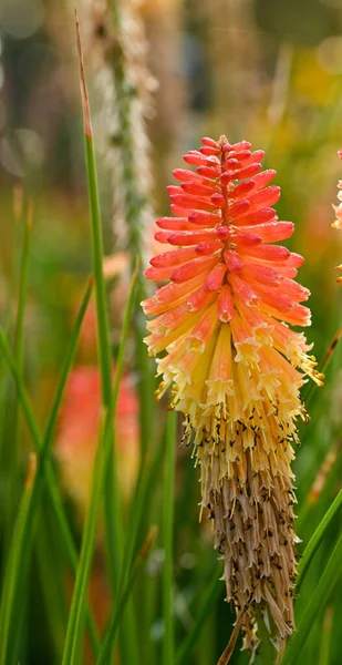 Detailní Záběr Kniphofia Uvaria Belgie — Stock fotografie