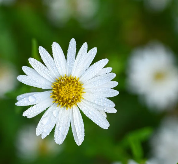 Beautiful Close Kalimeris Incisa Flower — 스톡 사진