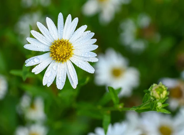 Beautiful Close Kalimeris Incisa Flower — 스톡 사진