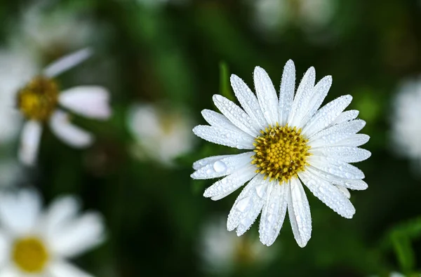 Beautiful Close Kalimeris Incisa Flower — 스톡 사진