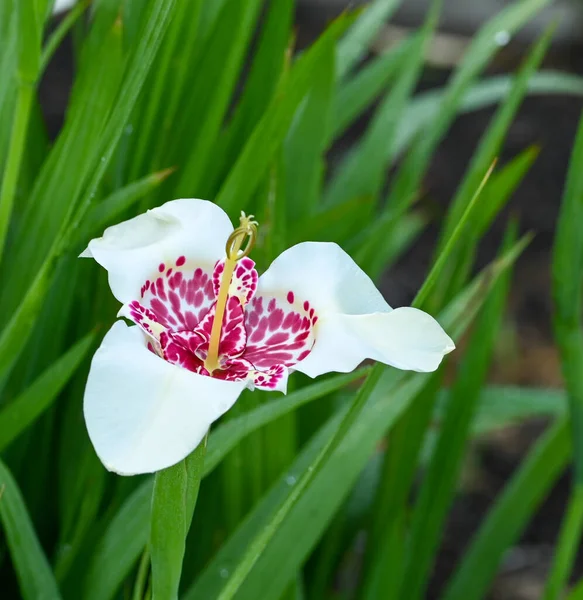 Beautiful Close Tigridia Pavonia Flower — Foto Stock
