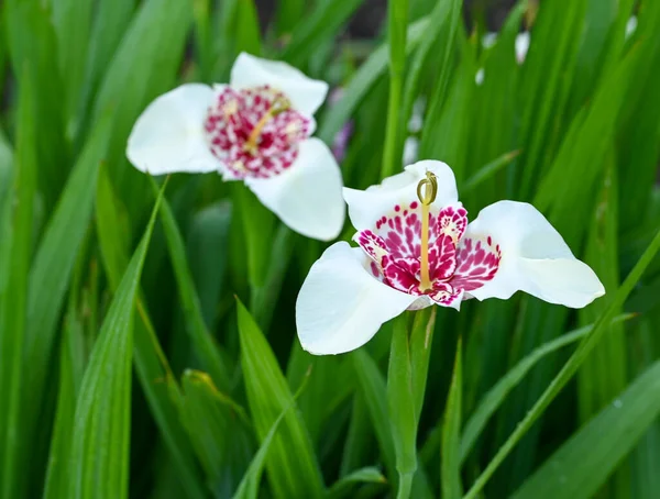 Beautiful Close Tigridia Pavonia Flower — Stok fotoğraf