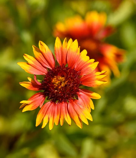 Beautiful Close Gaillardia Pulchella Flower — Foto de Stock