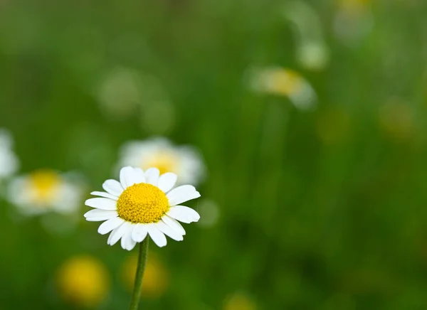 Schöne Nahaufnahme Von Anthemis Nobilis Blume — Stockfoto