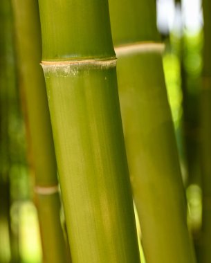 Beautiful close-up of phyllostachys nigra