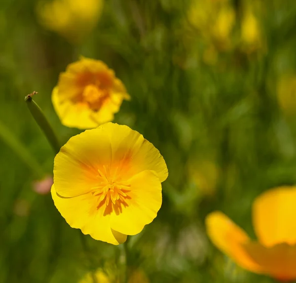 Beautiful Close Eschscholzia California Flower Belgium — Photo