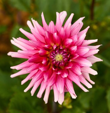 Kaktüs çiçeğinin güzel yakın çekimi