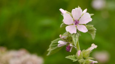 Althaea officinalis 'in güzel yakın çekimi