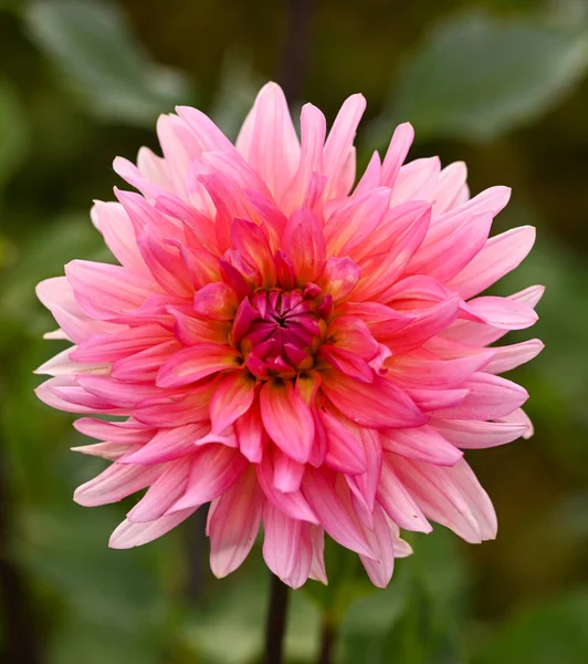 Beautiful Close Pink Dahlia — Stockfoto