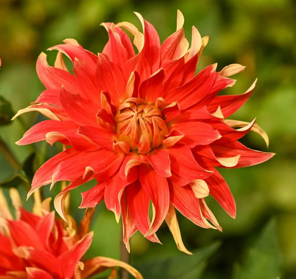 Beautiful Close Bicolor Dahlia Flower — 图库照片