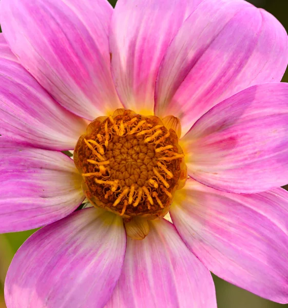 Beautiful Close Pink Dahlia — Foto de Stock