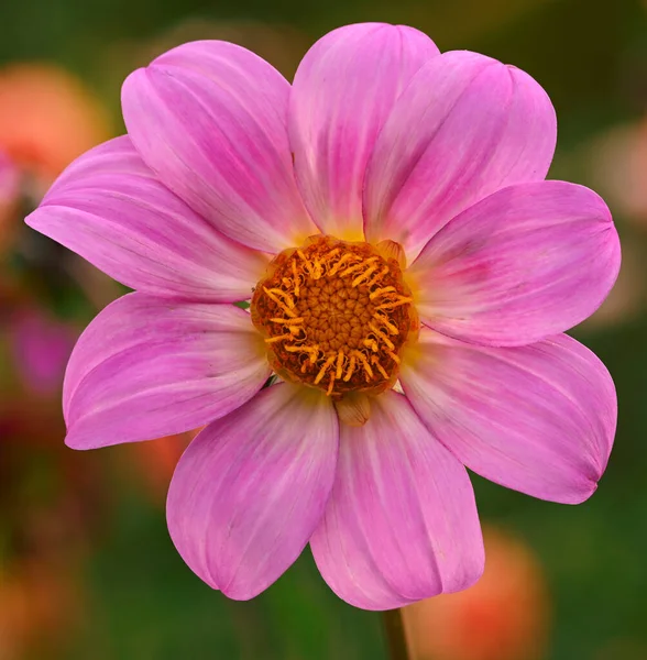 Beautiful Close Pink Dahlia — Stock Photo, Image