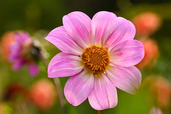 Beautiful Close Pink Dahlia — Stock Photo, Image