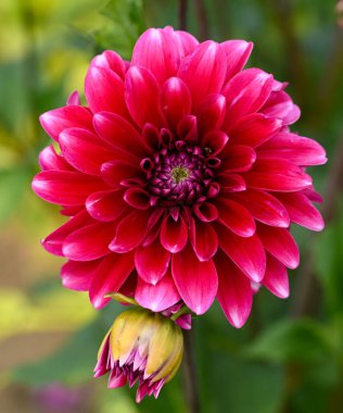Beautiful close-up of a bicolor dahlia
