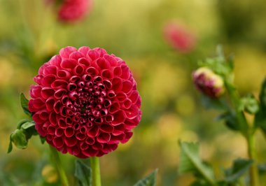 Beautiful close-up of a red dahlia