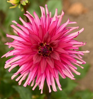 Pembe bir yıldız çiçeğinin güzel yakın çekimi