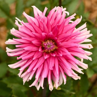 Pembe bir yıldız çiçeğinin güzel yakın çekimi