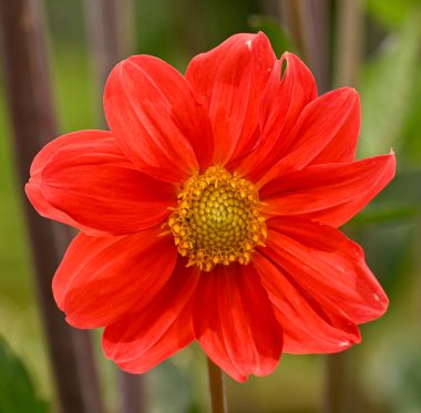 Kırmızı yıldız çiçeğinin güzel yakın çekimi