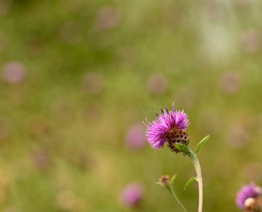 Beautiful close-up of centaurea decipiens