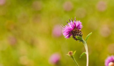 Beautiful close-up of centaurea decipiens