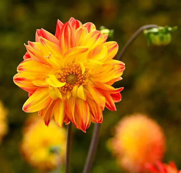 İki renkli bir yıldız çiçeğinin güzel yakın çekimi