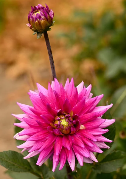 Beautiful Close Pink Dahlia — Photo