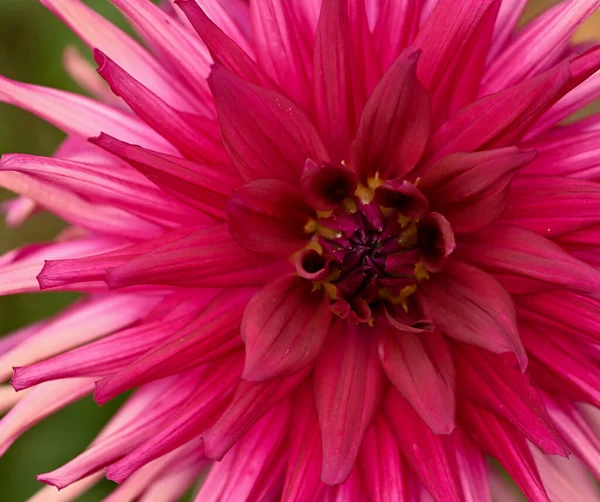 Beautiful Details Pink Dahlia — Foto Stock