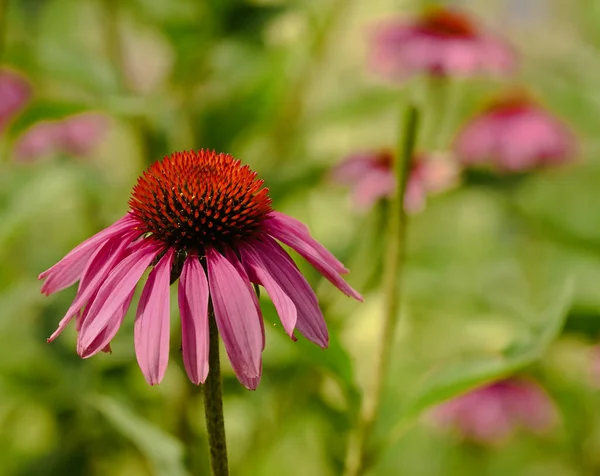 Όμορφο Κοντινό Πλάνο Του Echinacea Purpurea — Φωτογραφία Αρχείου