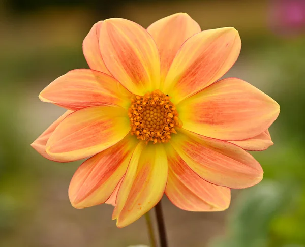 Beautiful close-up of an orange dahlia