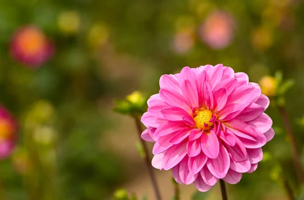Beautiful Close Pink Dahlia — 图库照片