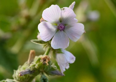 Althaea officinalis 'in güzel yakın çekimi